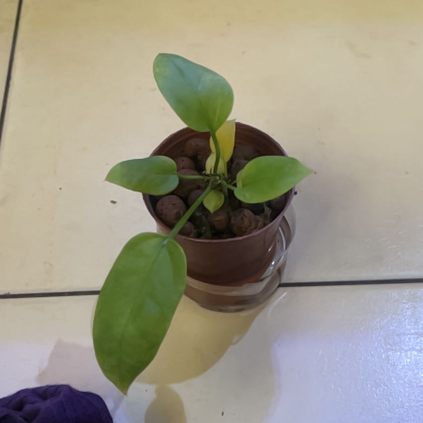 Photo of the plant species Anthurium vittariifolium by @AwakeBeeorchid named Queen on Greg, the plant care app
