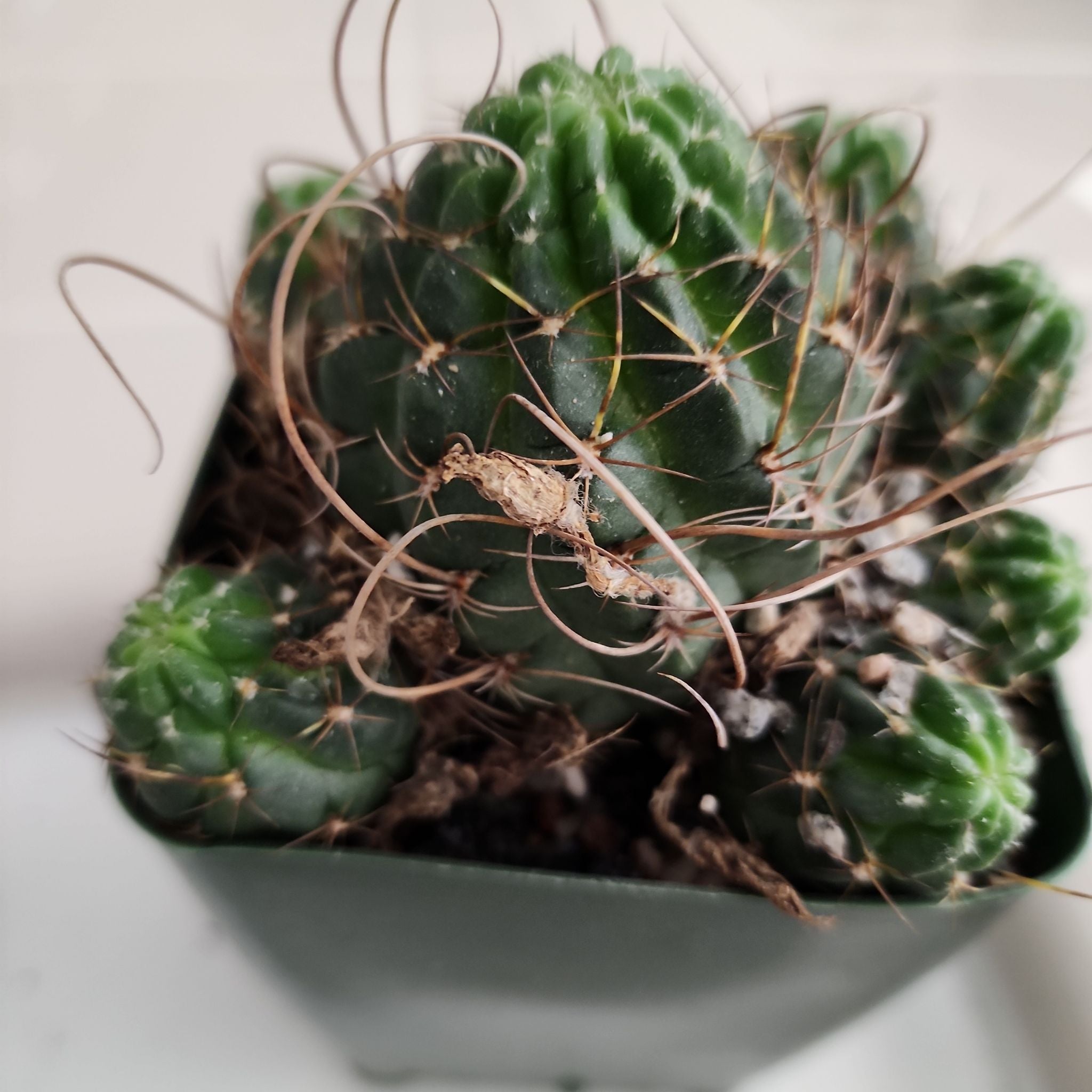 Plant care for Anemone Album Cactus on Greg, the plant care app