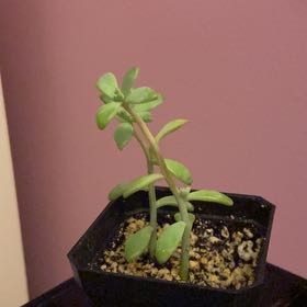 Photo of the plant species Graptosedum by @DeftHappyleaf named Aristotle on Greg, the plant care app