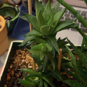 Photo of the plant species Glassrim Haworthia by @DeftHappyleaf named Sage on Greg, the plant care app