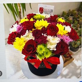 Photo of the plant species Porcelain Flower by @ElatedTievine named McKinley on Greg, the plant care app