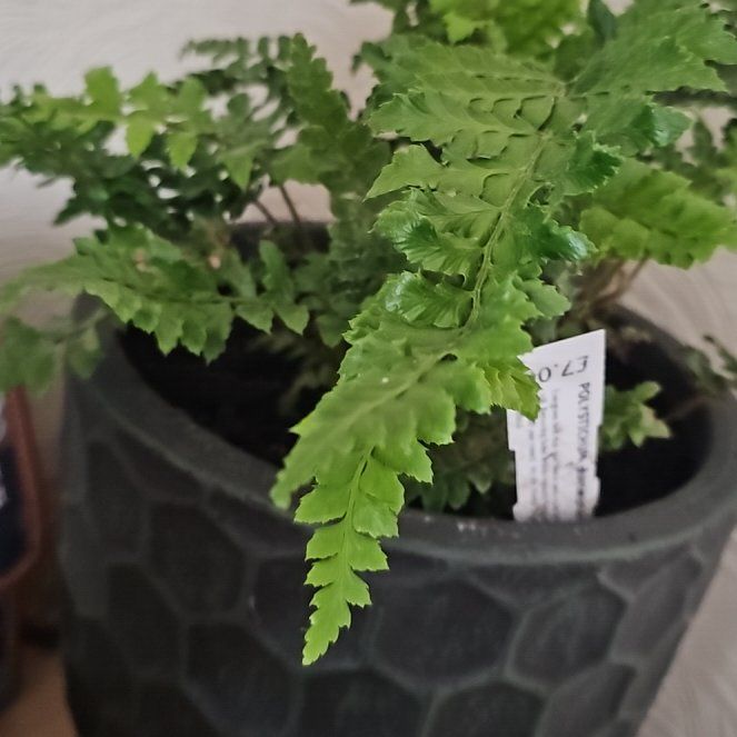 Photo of the plant species Japanese Lace Fern by @WillHoyarebecca named Bigleef Smalls on Greg, the plant care app