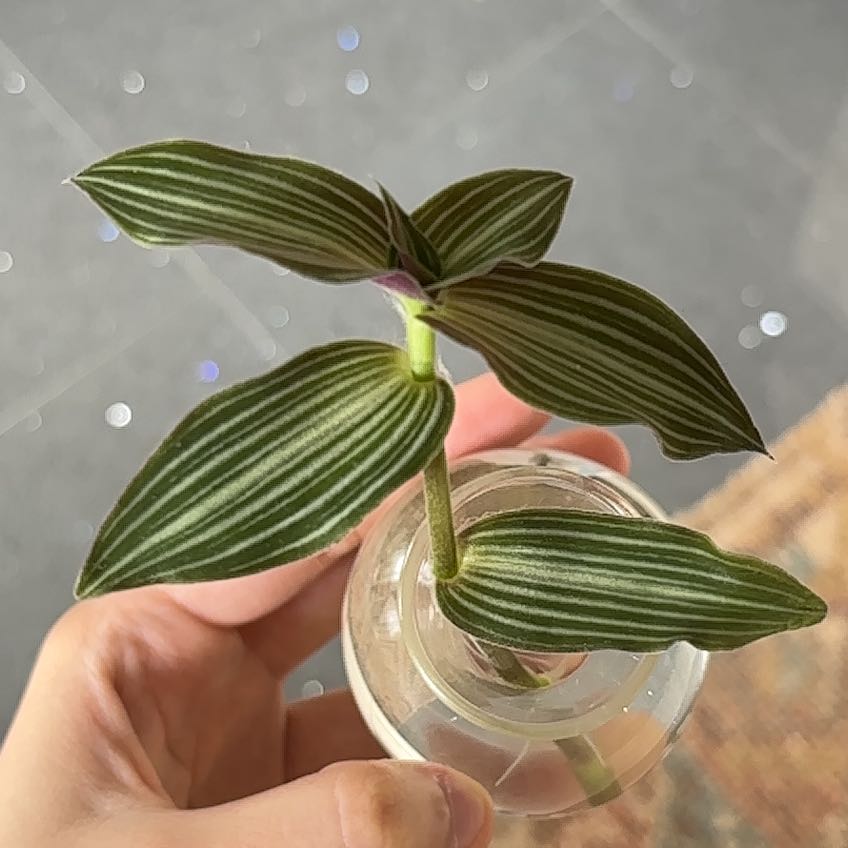 Photo of the plant species Puppy Ears Plant by @NaturalPhlox named Artemis on Greg, the plant care app