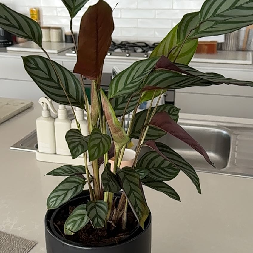 Photo of the plant species calathea exotica by @Veebee2323 named Calathea on Greg, the plant care app