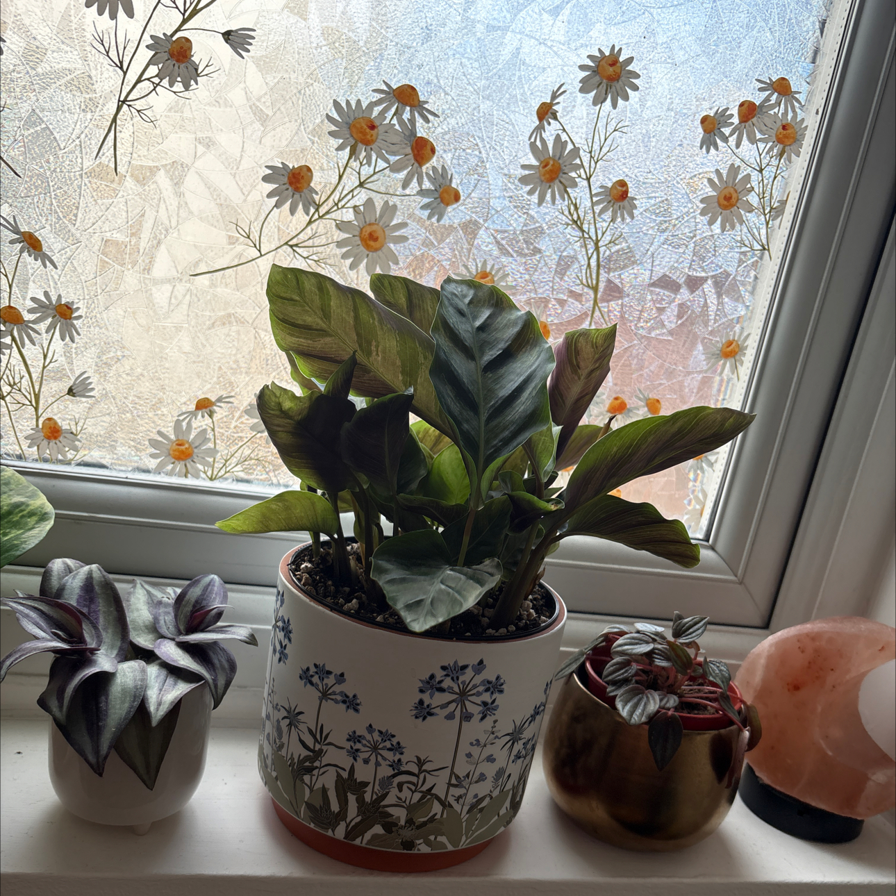 Photo of the plant species Pin-Stripe Calathea by @HandyLagunaria named Planty on Greg, the plant care app