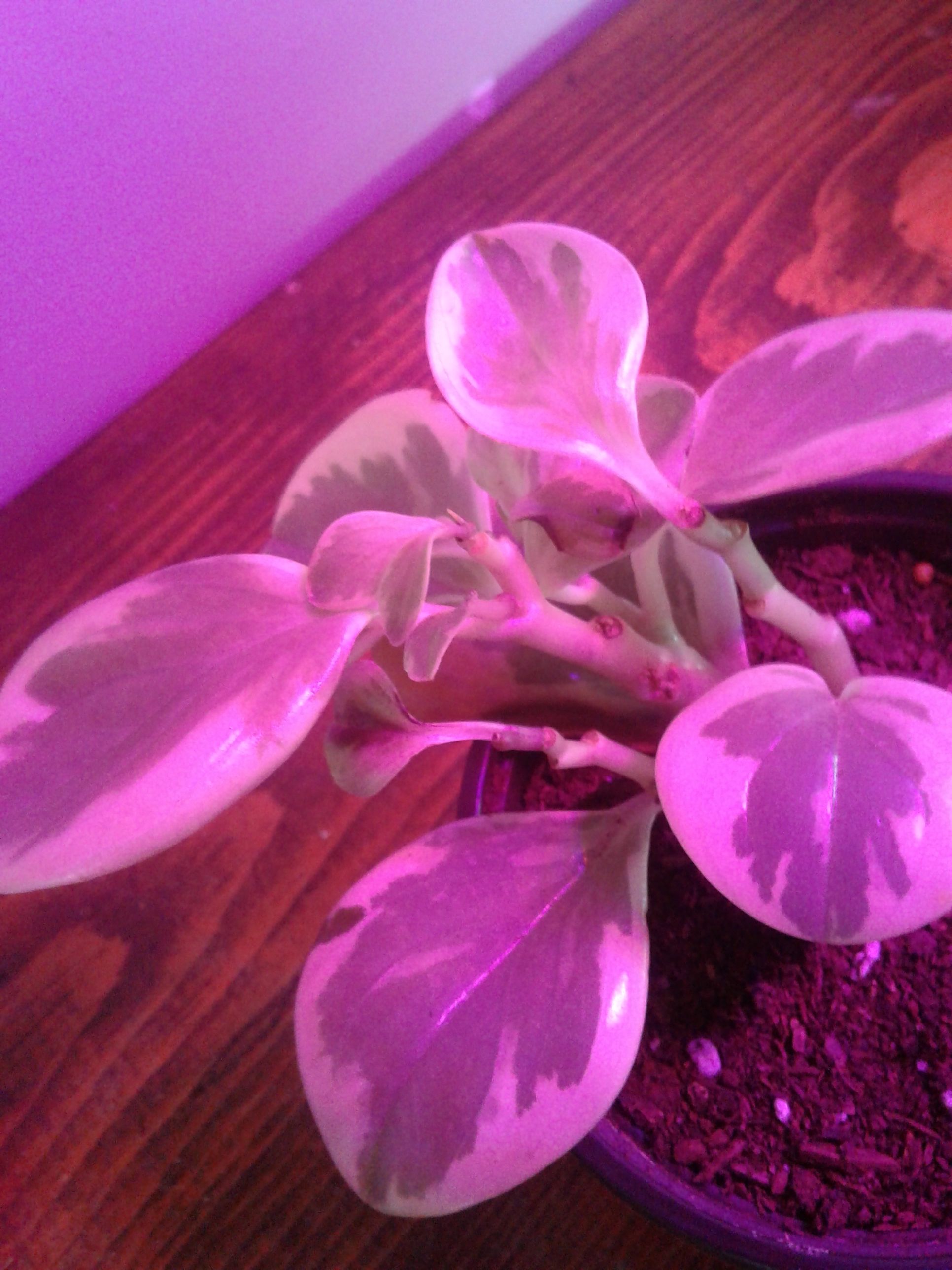 👶 Why You Shouldn’t Eat Baby Rubber Plant