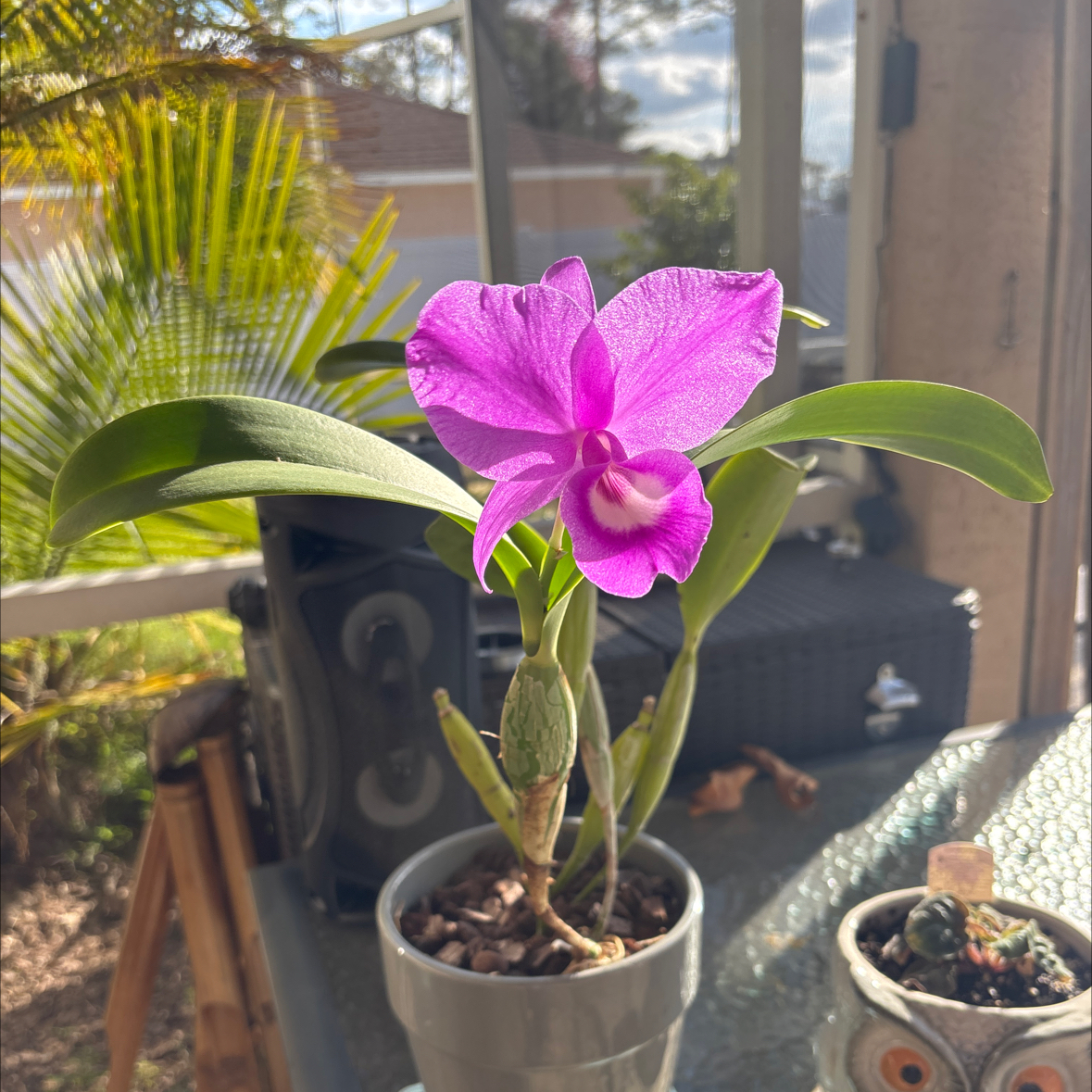Photo of the plant species Crimson Cattleya by @VipLadyslippers named Cattleya No Id on Greg, the plant care app