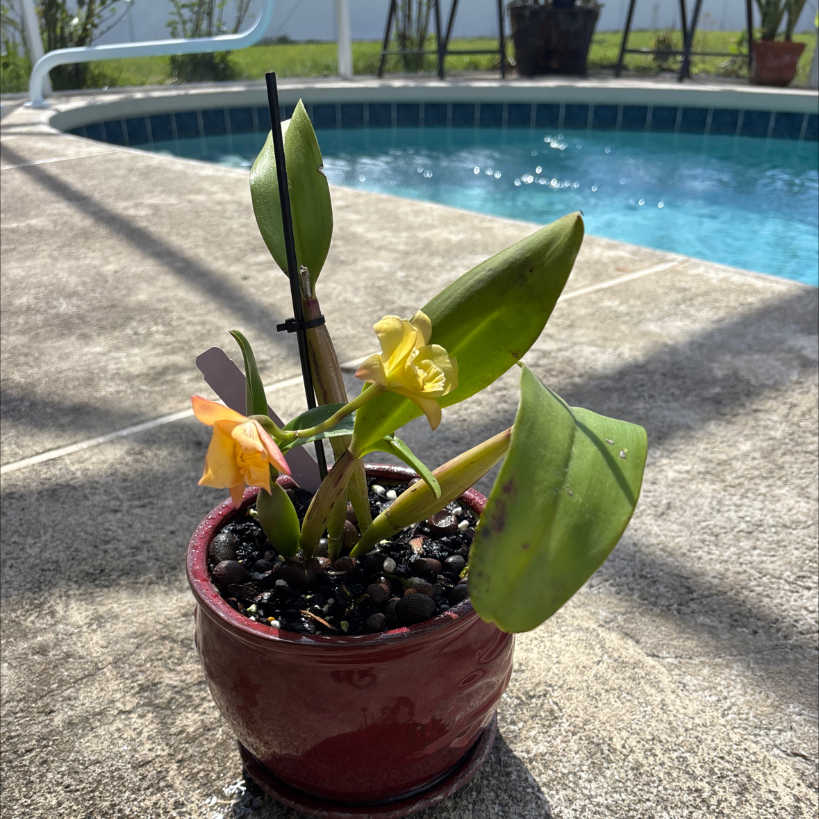 Photo of the plant species Rth. Dan O'Neil 'jubilee' x. Hawaiian Discovery 'Florescent Orange' by @VipLadyslippers named Brassolaeliocattleya on Greg, the plant care app