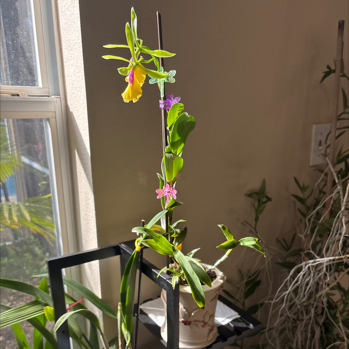 Photo of the plant species Epicattleya Rene Marques Tyler by @VipLadyslippers named Rene Marques Tyler on Greg, the plant care app