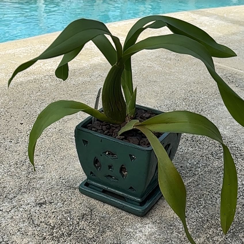 Plant care for Miltassia Citron x Odontoglossum trilobum on Greg, the plant care app