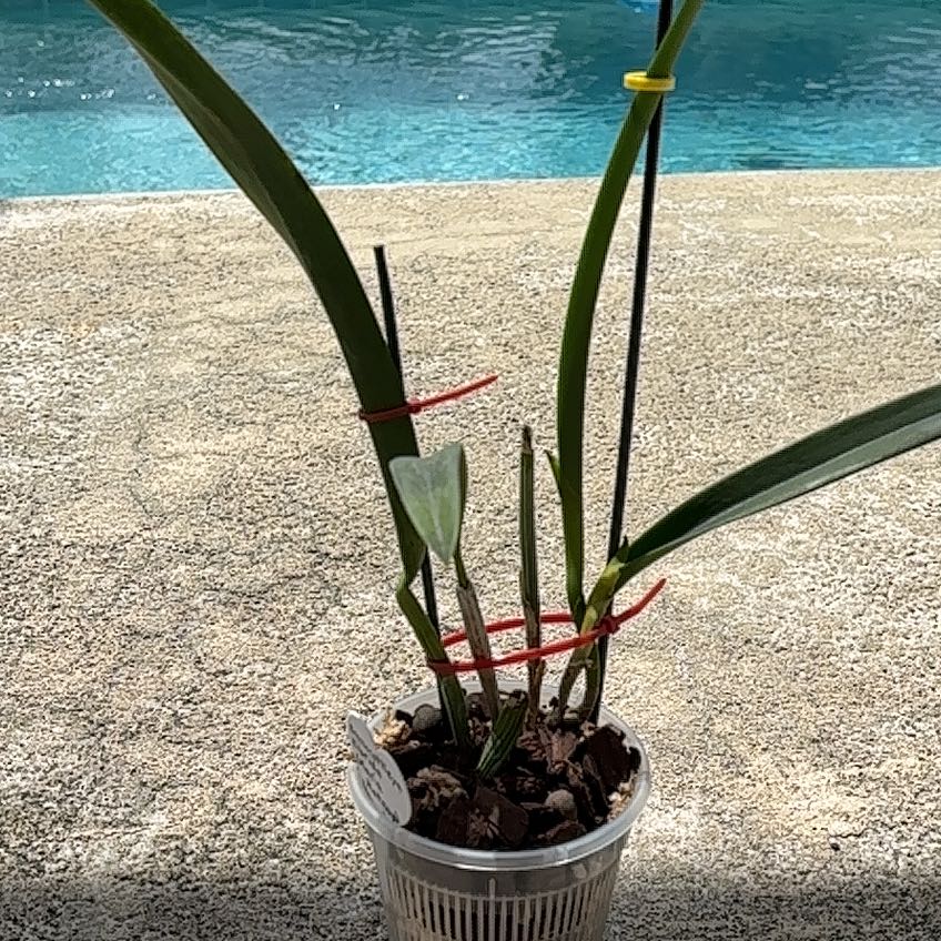 Plant care for Brassocattleya Hoku Gem 'Super Spot' on Greg, the plant care app