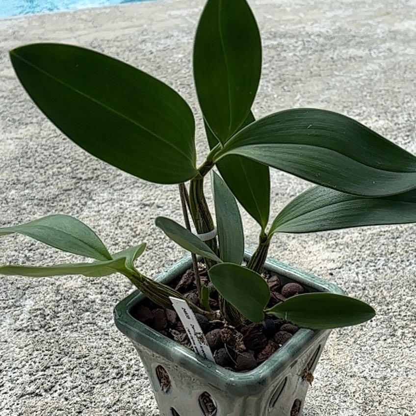 Photo of the plant species Dendrobium Spectabile by @VipLadyslippers named Dendrobium Spectabile on Greg, the plant care app