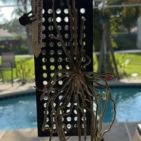 Plant care for Chiloschista fasciata on Greg, the plant care app