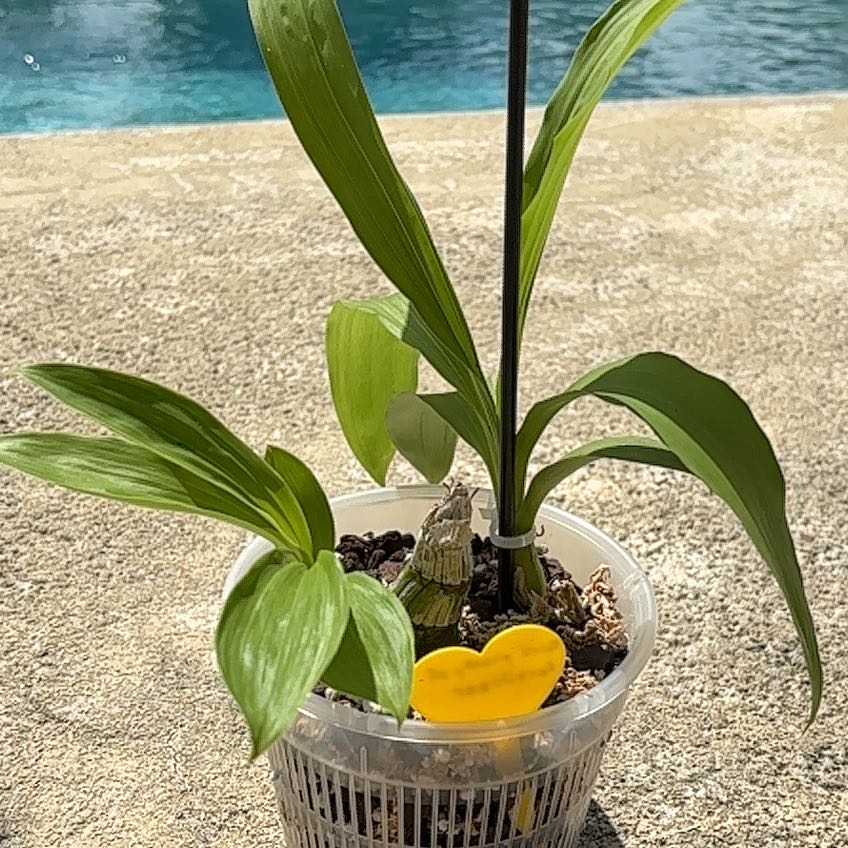 Plant care for Millennium Magic on Greg, the plant care app