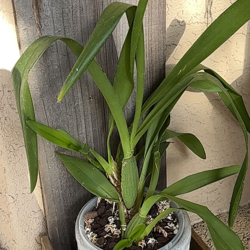 Photo of the plant species Oncidium 'Sweet Sugar' by @VipLadyslippers named Oncidium ’Sweet Sugar’ on Greg, the plant care app