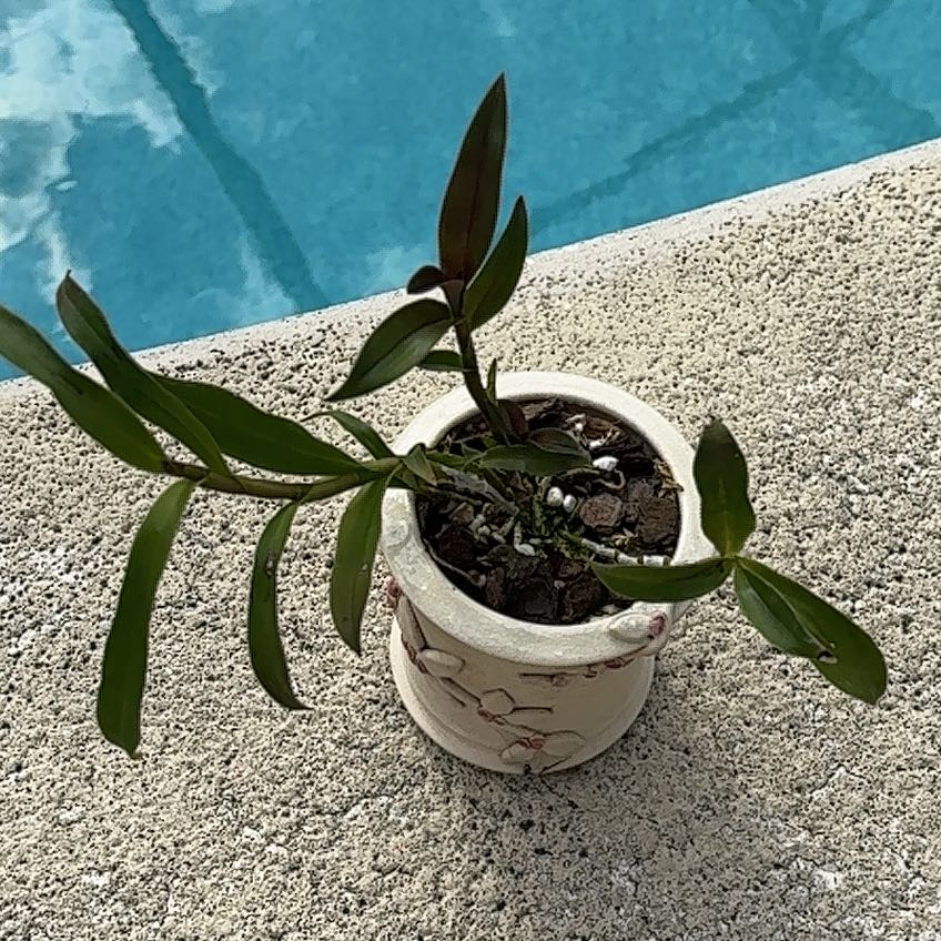 Plant care for Epicattleya 'Hawaiian Rose' on Greg, the plant care app