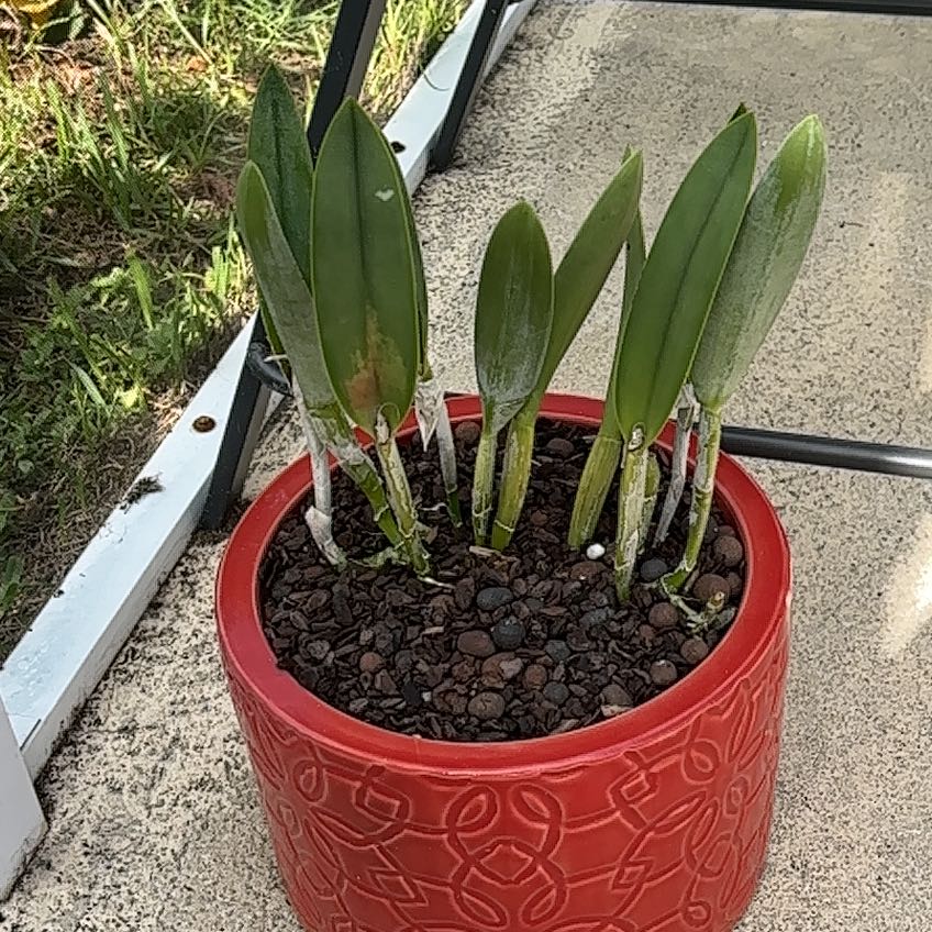 Photo of the plant species Rhyncholaelia Memoria Coach Blackmore by @VipLadyslippers named Rhyncholaelia Memoria Coach Blackmore on Greg, the plant care app