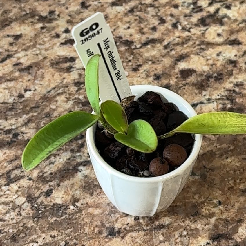 Photo of the plant species Orchid by @VipLadyslippers named Myrmecophila Christina on Greg, the plant care app