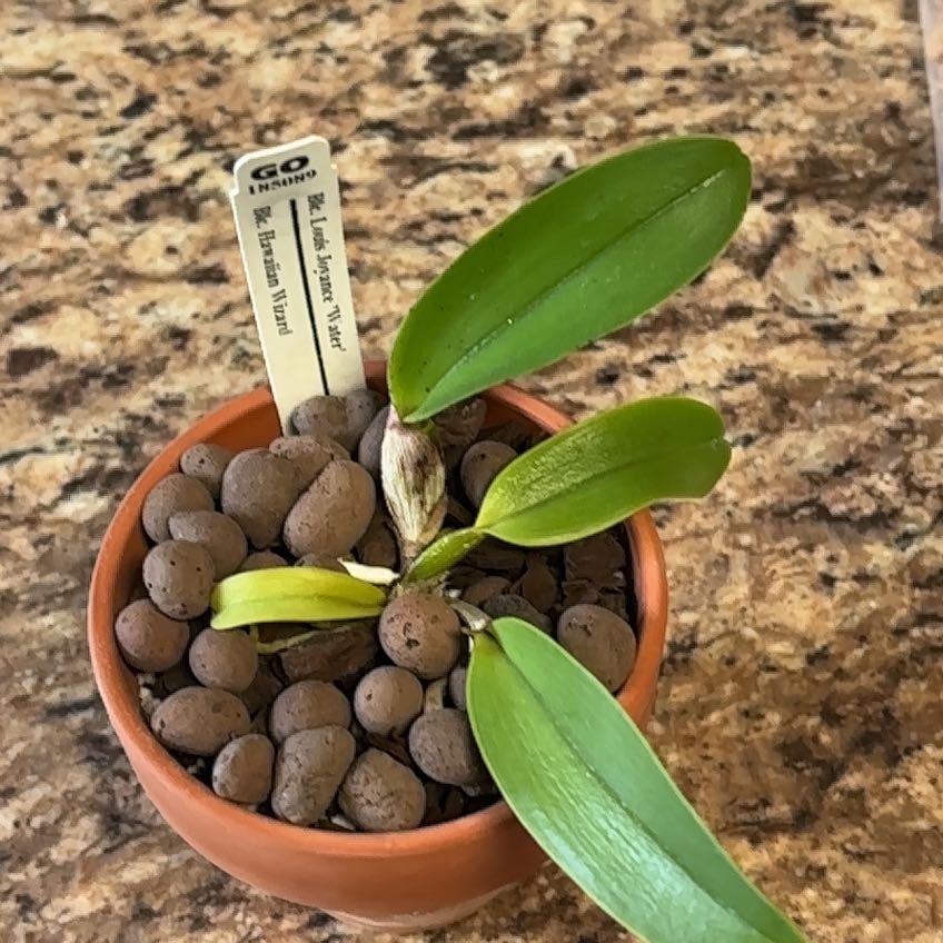 Photo of the plant species Brassolaeliocattleya by @VipLadyslippers named Sproutacus on Greg, the plant care app