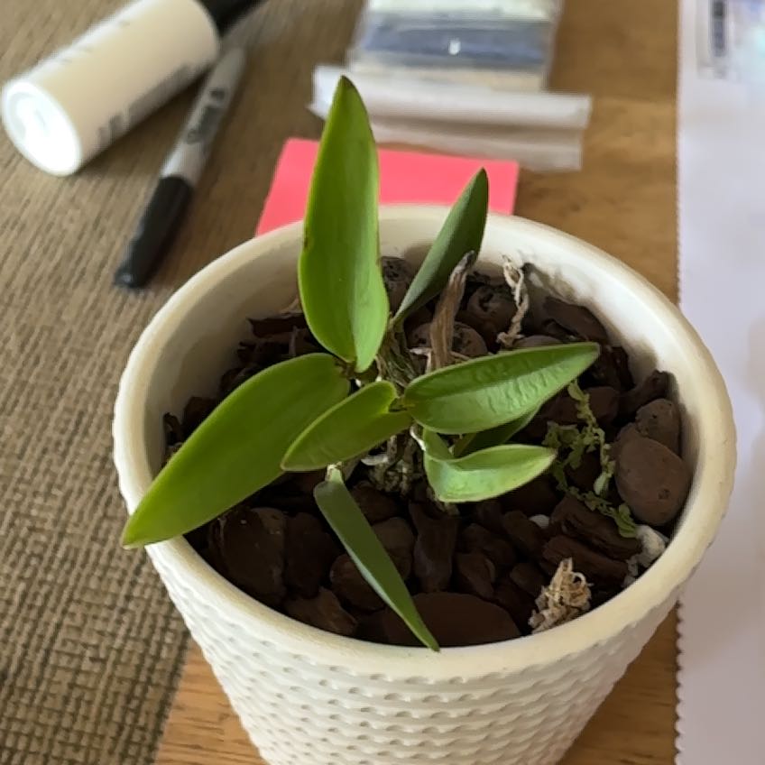 Photo of the plant species Cattleya by @VipLadyslippers named Mymec Matt Rinder on Greg, the plant care app