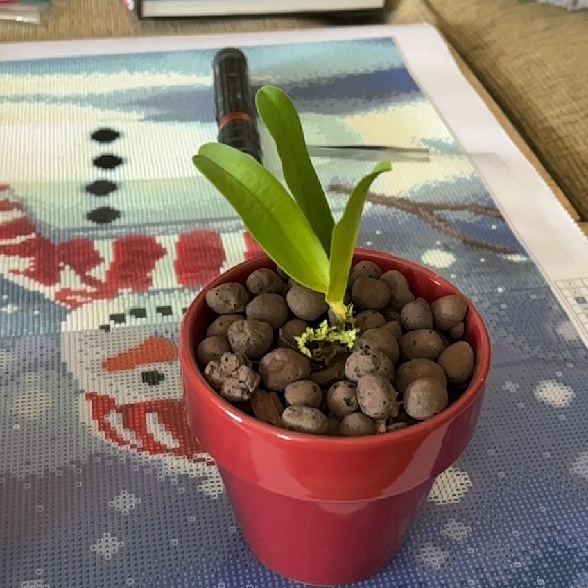 Photo of the plant species Laeliocattleya by @VipLadyslippers named Laeliocattleya Princesita Luna on Greg, the plant care app