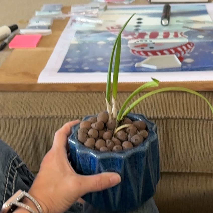 Photo of the plant species Encyvola by @VipLadyslippers named Encyvola Arubiana on Greg, the plant care app