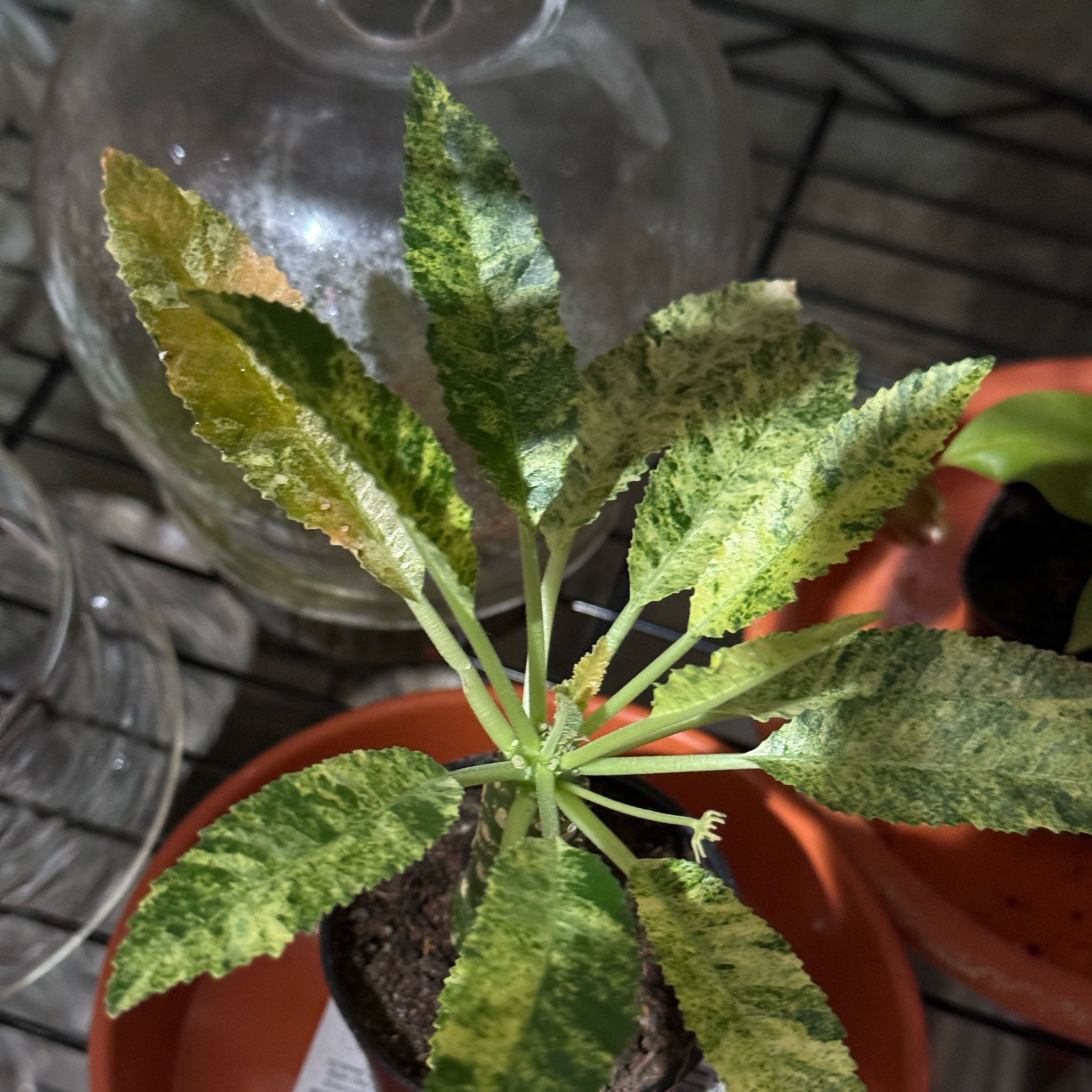 Photo of the plant species Dorstenia Horwoodii by @BetterBlacksage named Emerson on Greg, the plant care app