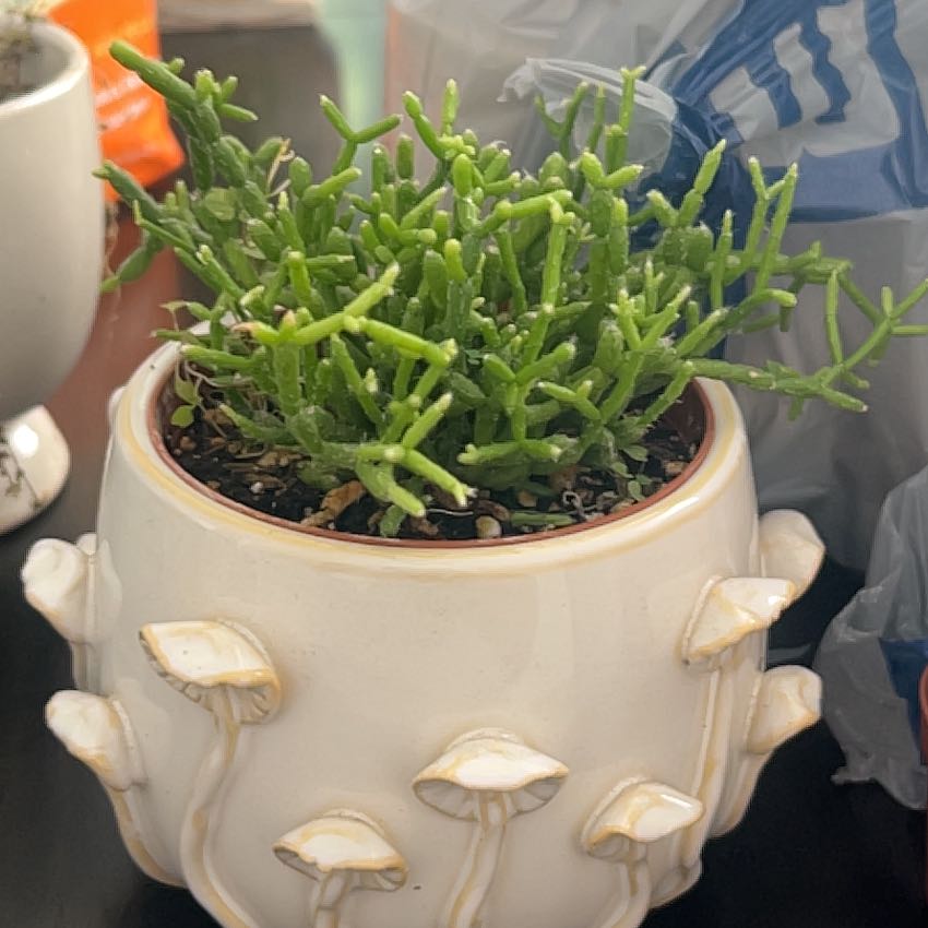 Photo of the plant species Coral Cactus by @SavvyCorkoak named Lola on Greg, the plant care app