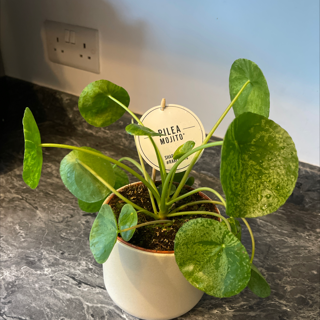 Photo of the plant species Pilea Mojito by @l0zharris named Stanley on Greg, the plant care app