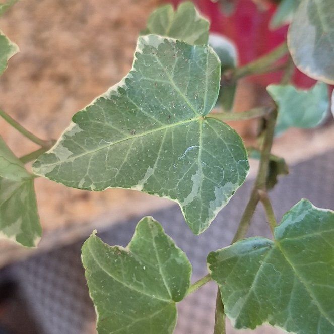 Photo of the plant species Tree Mallow by @UndefeatedBeech named Homer on Greg, the plant care app