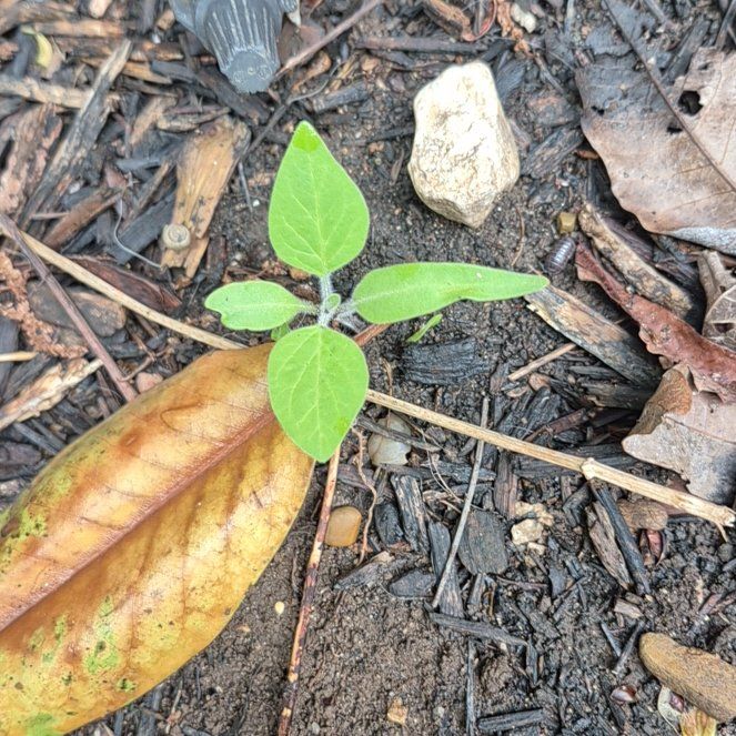 Photo of the plant species White Bladderflower by @UndefeatedBeech named McKinley on Greg, the plant care app