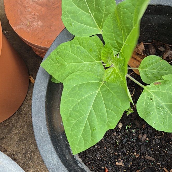 Photo of the plant species Catalpa by @UndefeatedBeech named Dax on Greg, the plant care app
