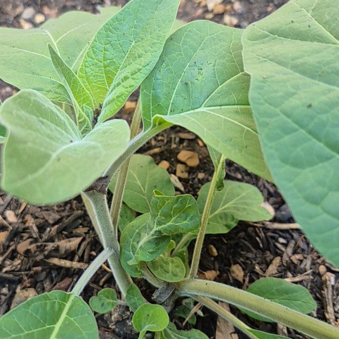 Photo of the plant species Sacred Datura by @UndefeatedBeech named Drake on Greg, the plant care app