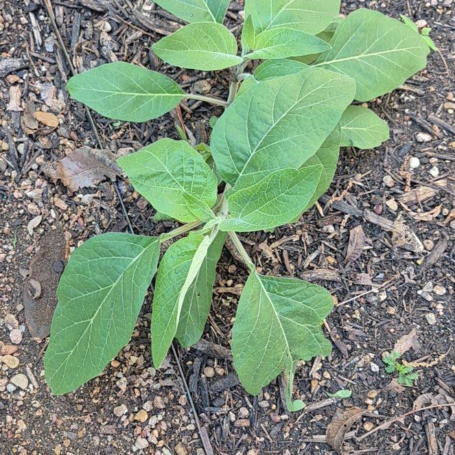 Photo of the plant species Earleaf Nightshade by @UndefeatedBeech named Messi on Greg, the plant care app
