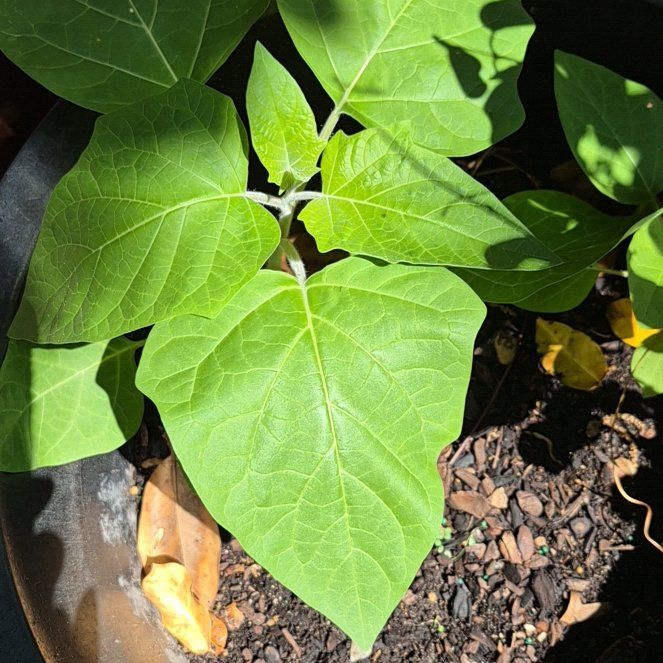Photo of the plant species Sacred Datura by @UndefeatedBeech named Peter Parker on Greg, the plant care app