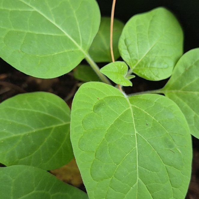 Photo of the plant species Harlequin Glorybower by @UndefeatedBeech named Marilyn on Greg, the plant care app