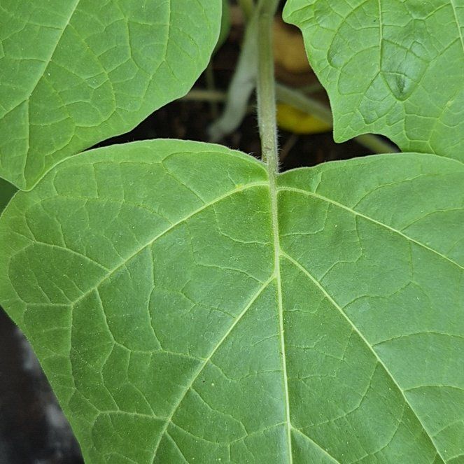 Photo of the plant species Carolina Allspice by @UndefeatedBeech named Fernie Mac on Greg, the plant care app
