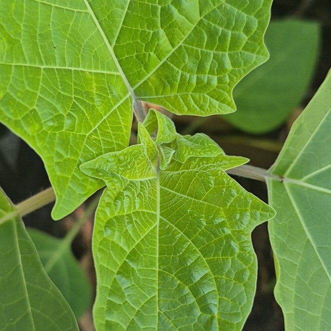 Photo of the plant species Apple of Peru by @UndefeatedBeech named Hemingway on Greg, the plant care app