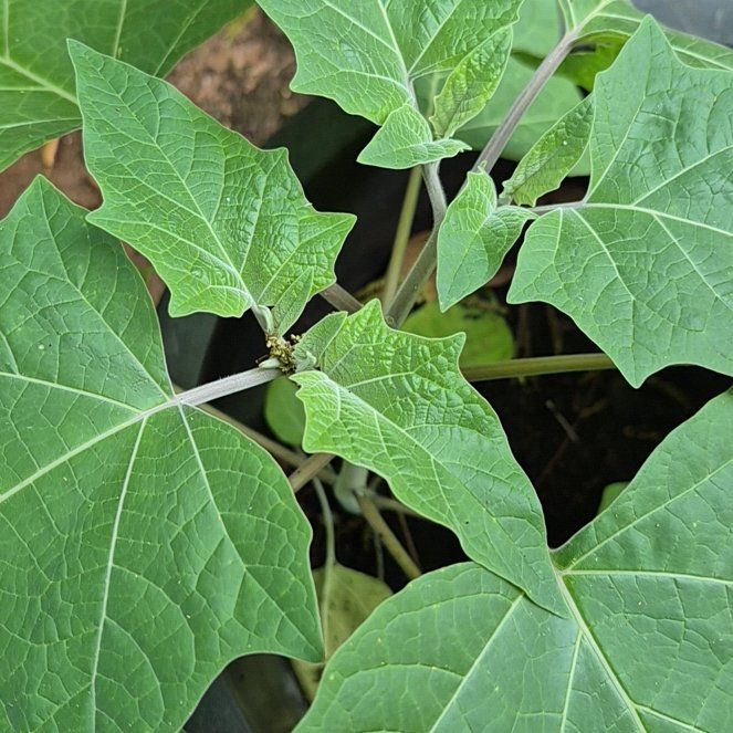 Photo of the plant species Sacred Datura by @UndefeatedBeech named Oscar on Greg, the plant care app