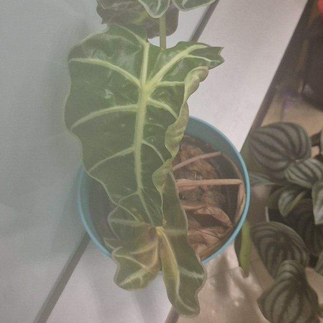 Photo of the plant species Arum Italicum by @UndefeatedBeech named Sigmund on Greg, the plant care app