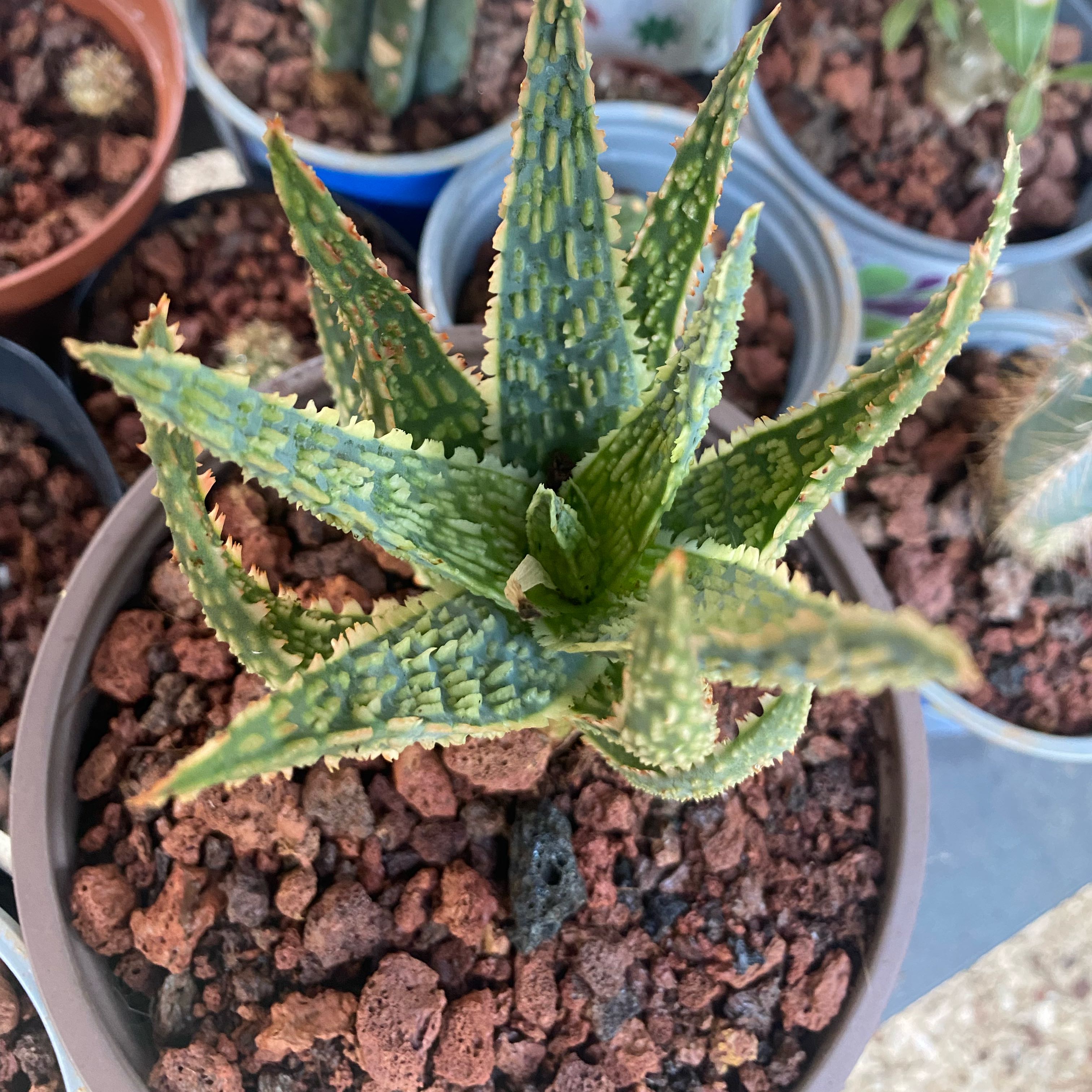 Photo of the plant species Marianne D'Asti Super Red Aloe by @HunkyElkclover named Maya on Greg, the plant care app