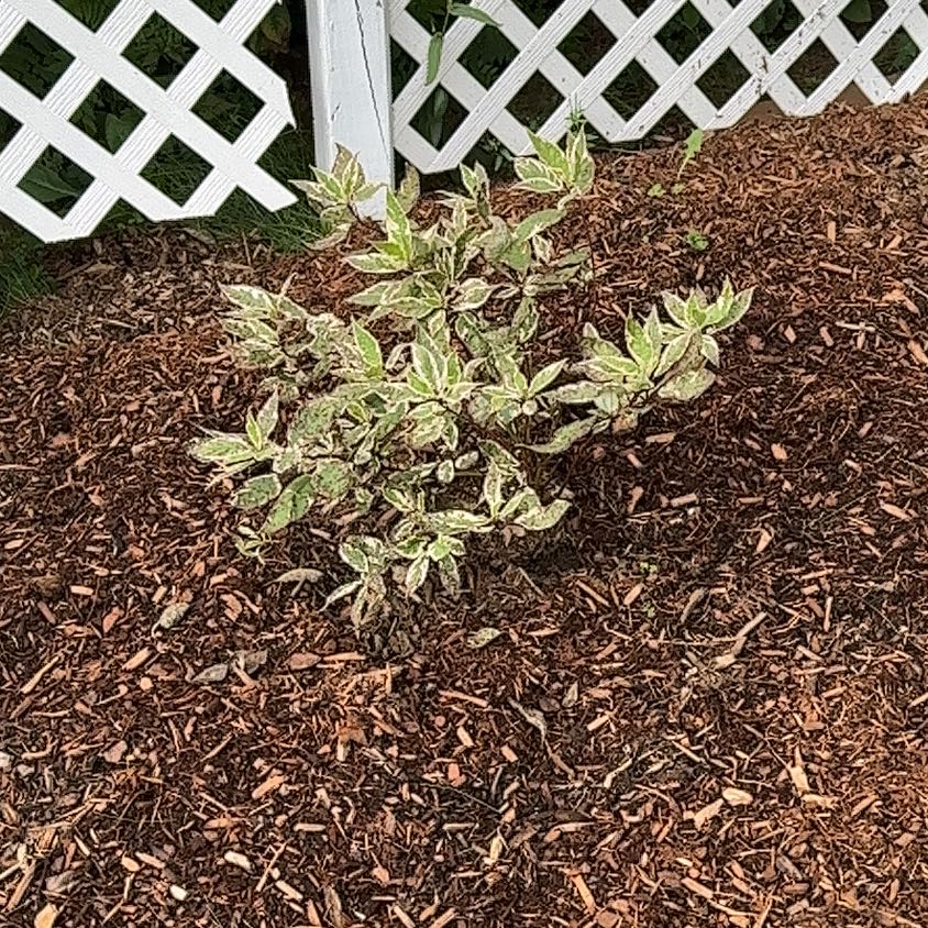 Photo of the plant species Red Twig Dogwood by @ZealousBacopa named Mando on Greg, the plant care app