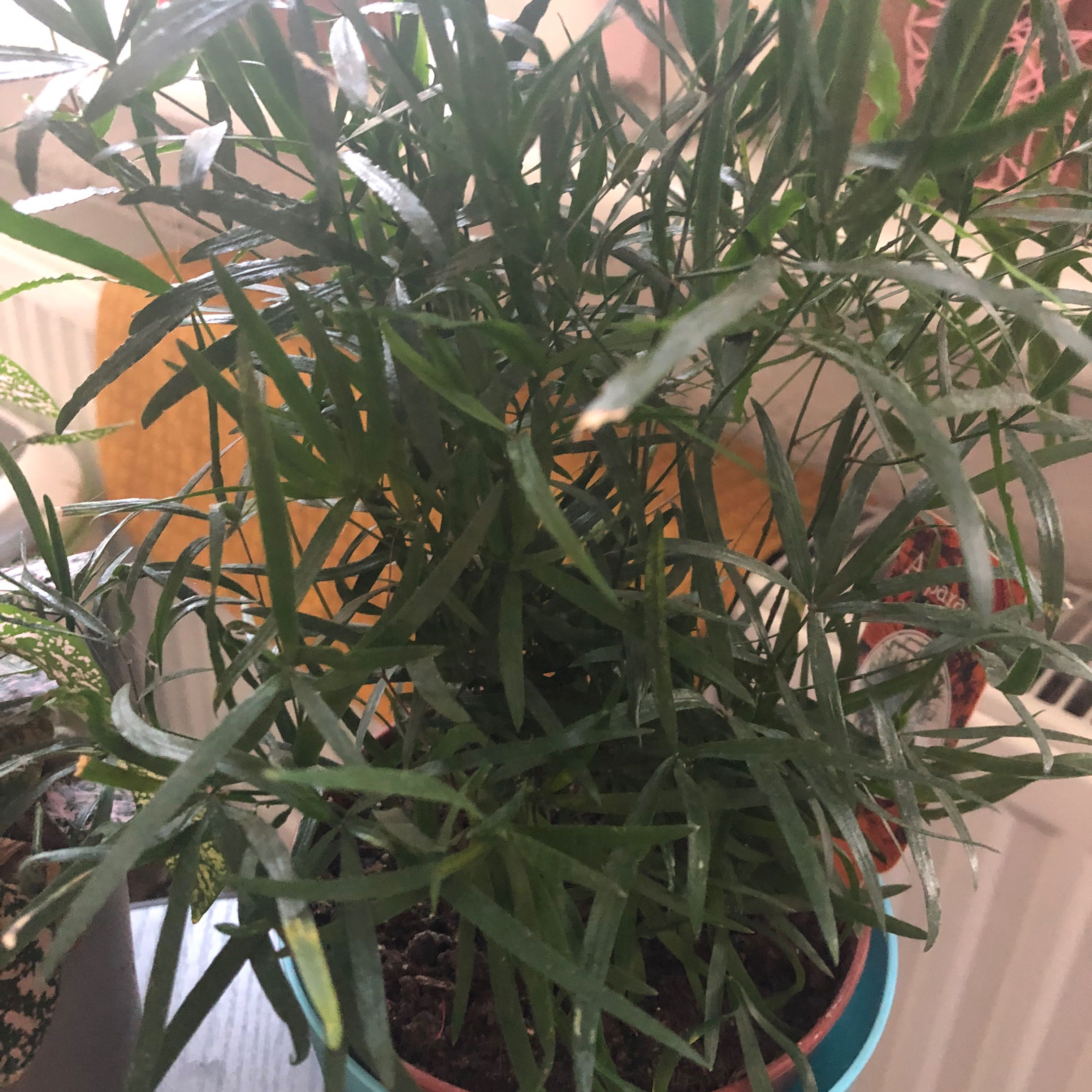 Photo of the plant species Emerald Feather Fern by @PetiteLemonfern named Schatje on Greg, the plant care app