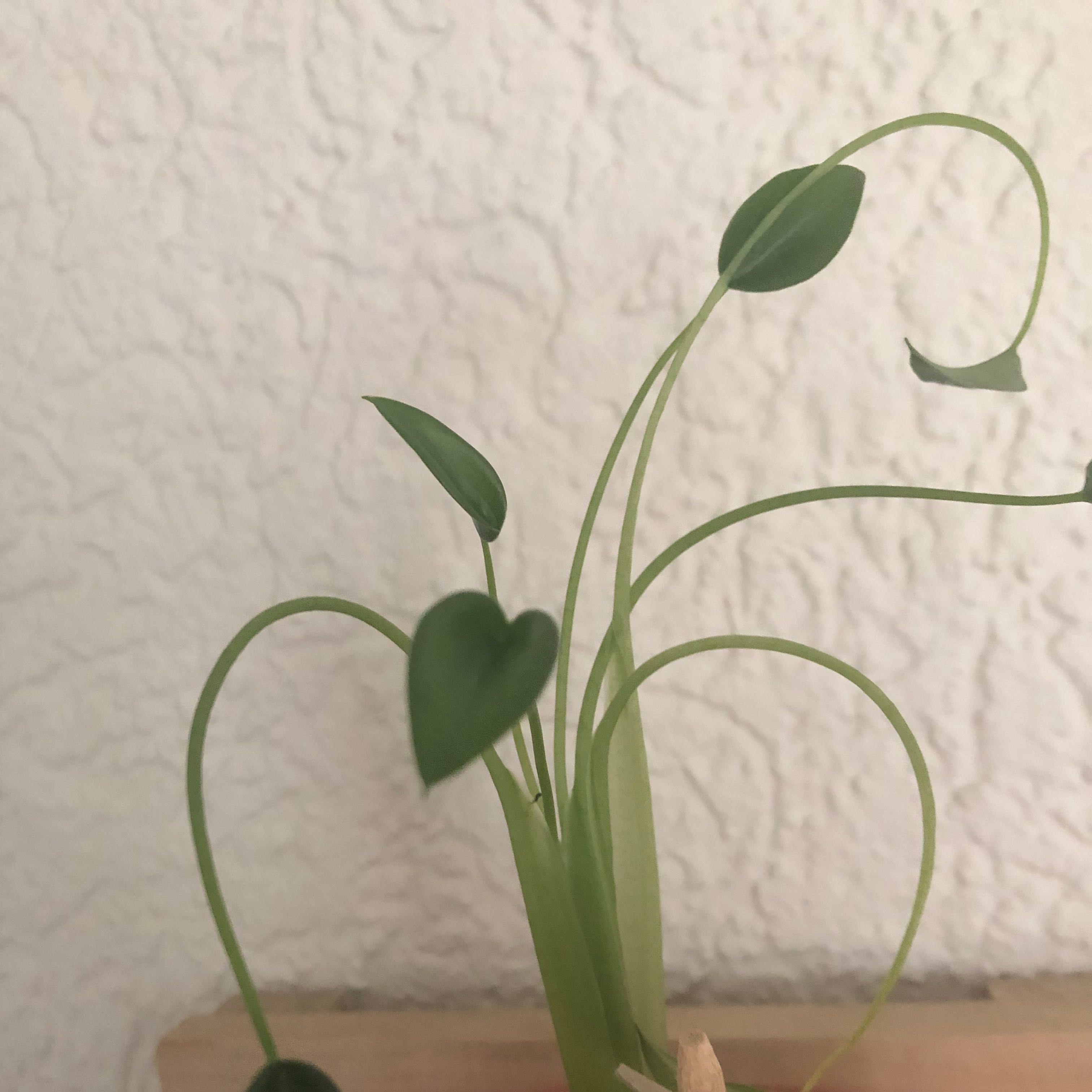 Photo of the plant species Cunjevoi by @PetiteLemonfern named Delilah on Greg, the plant care app