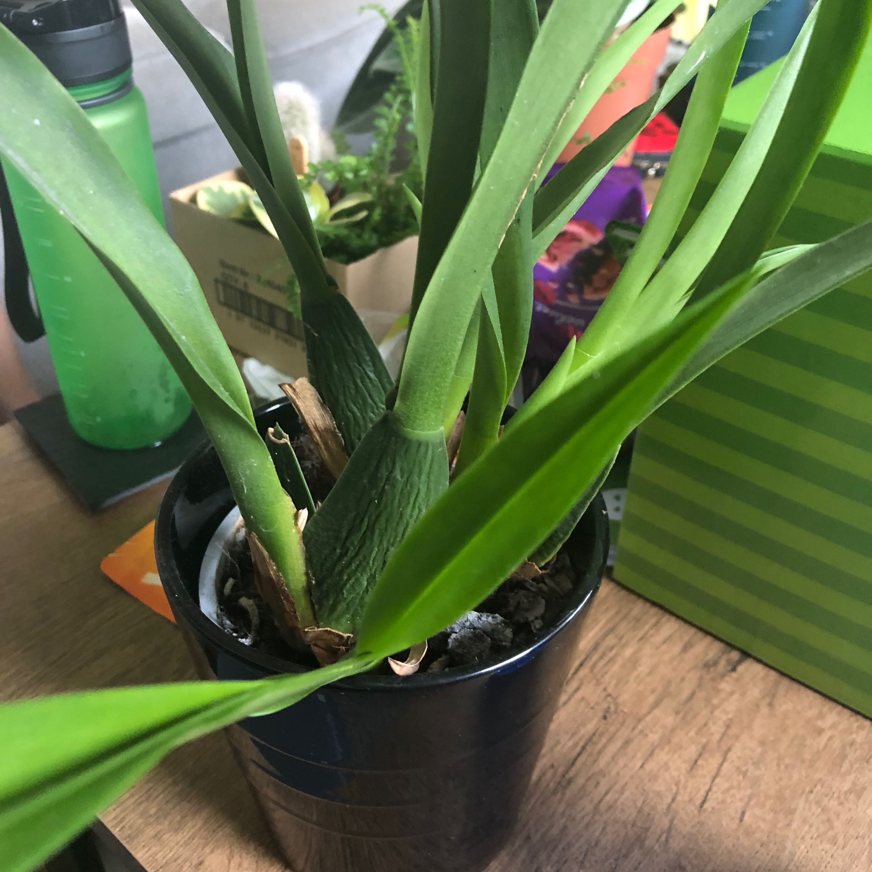 Photo of the plant species Spider Orchid by @PetiteLemonfern named Darwin on Greg, the plant care app