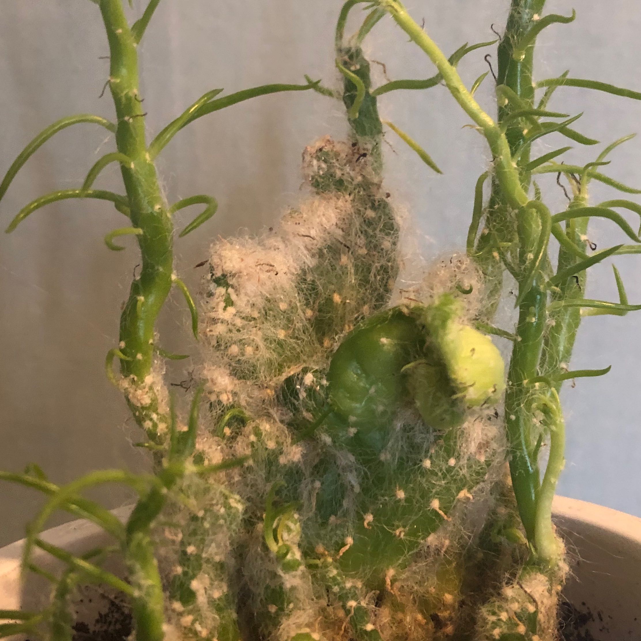 Photo of the plant species Crested Cotton Pole Cactus by @PetiteLemonfern named Walt on Greg, the plant care app