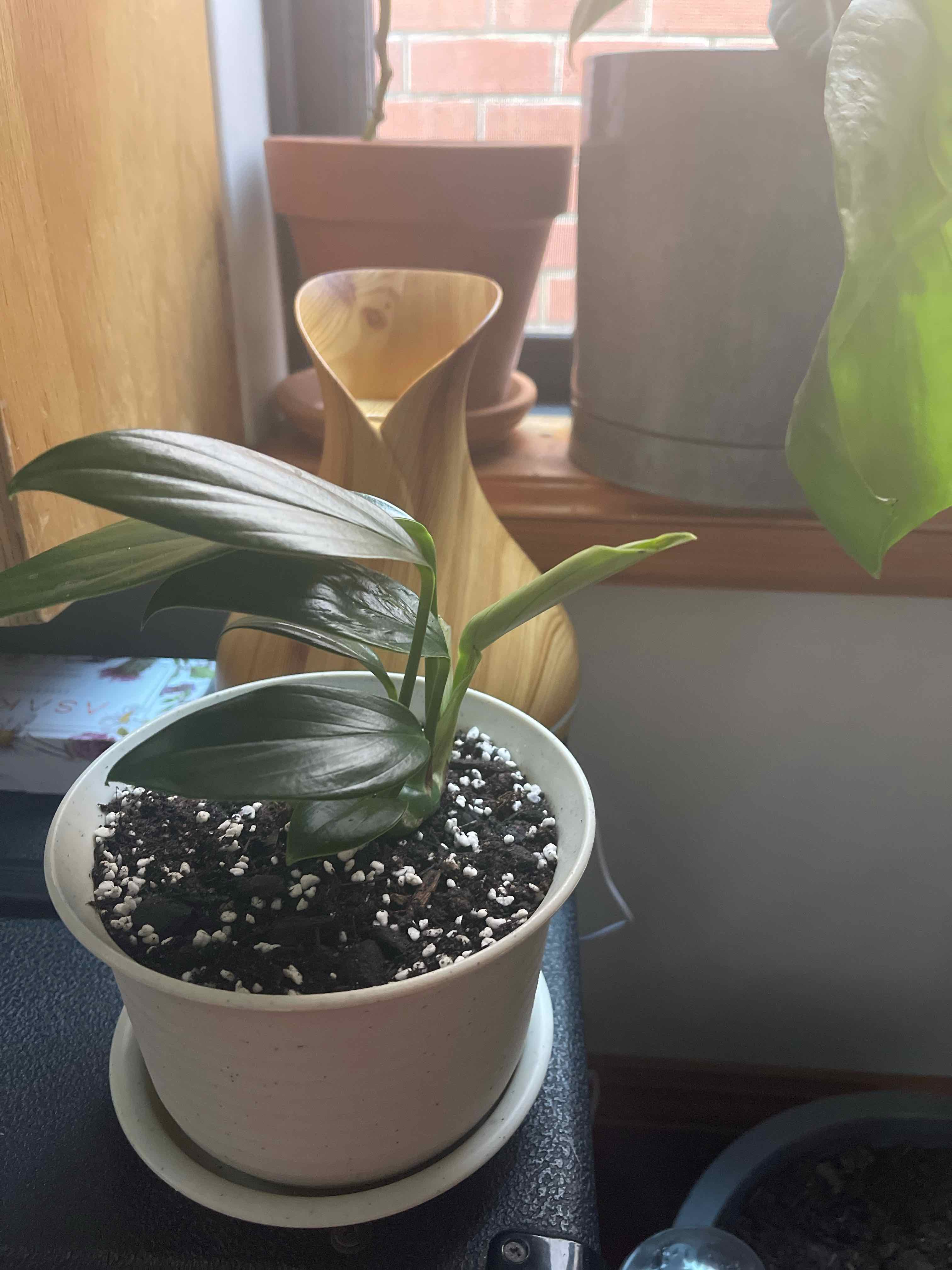 Potted Dragon Tail Plant with healthy green leaves and visible soil.