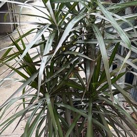 Photo of the plant species marginata cane by @MrsVisker named Kardashian on Greg, the plant care app