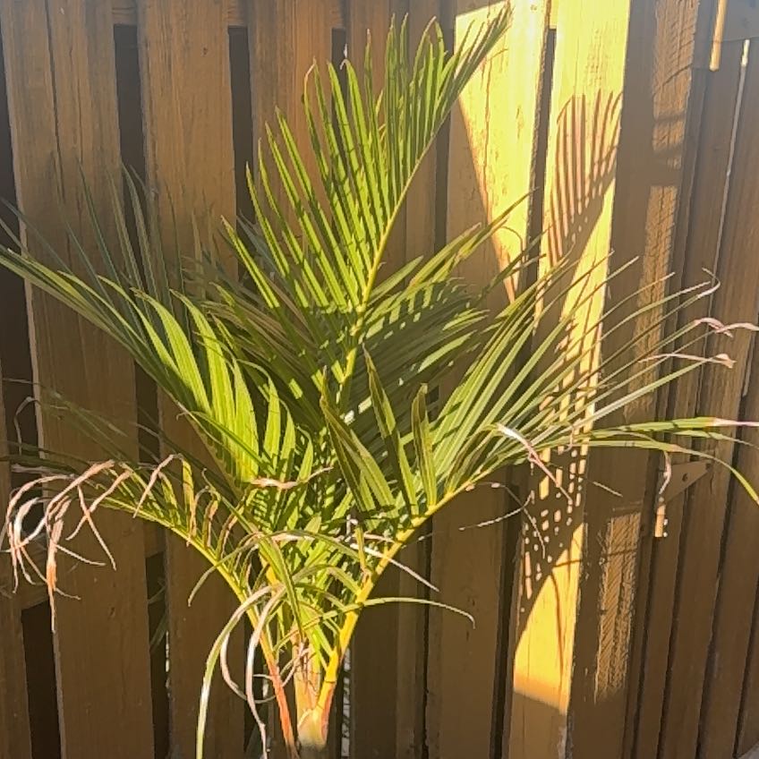 Photo of the plant species Palm by @ZanySwamprose named Sherlock on Greg, the plant care app