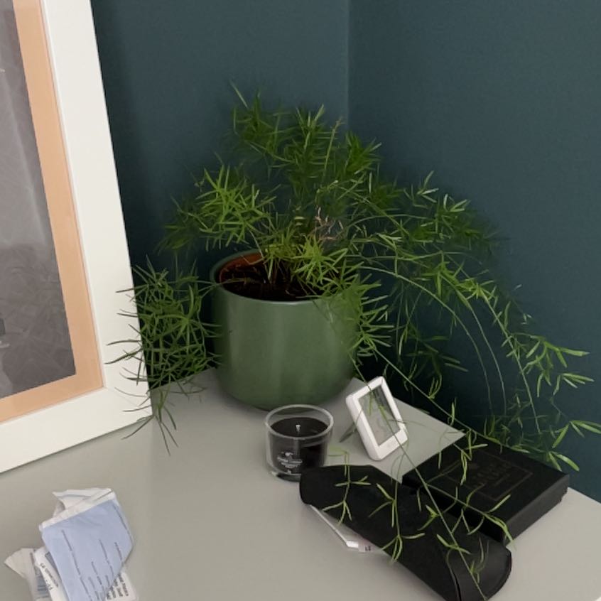 Photo of the plant species Fern by @MellowIronweed named Zeus on Greg, the plant care app